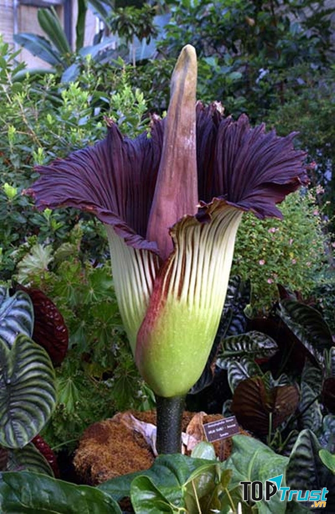 Hoa xác thối là loài hoa lớn nhất và nặng mùi nhất trên thế giới.