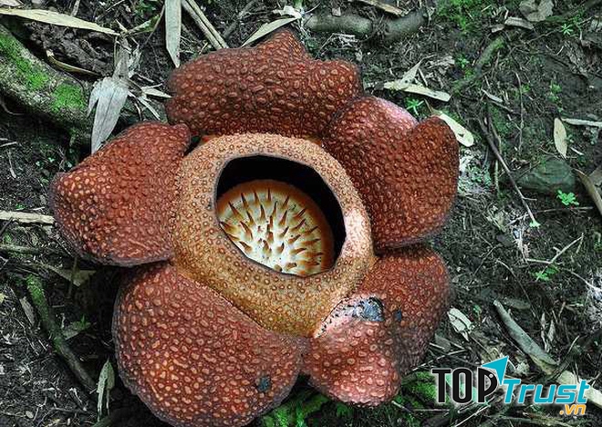 Tuy nhiên, số phận của loài hoa này rất ngắn ngủi, chúng thường chỉ nở trong vài ngày rồi sẽ chết.﻿