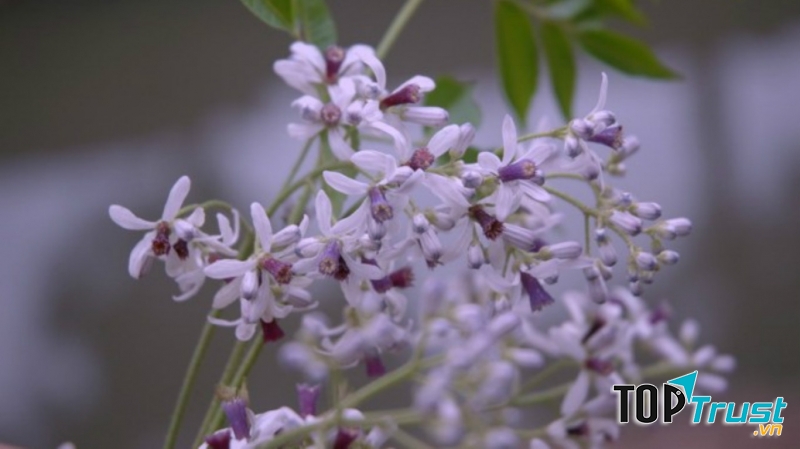 Vẻ đẹp mơ màng trong buổi chiều tà khiến người ta xuýt xoa