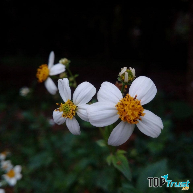 Xuyến Chi khoe sắc