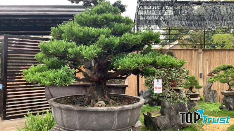 Cây cảnh tại Hoàng Long Bắc Giang Green