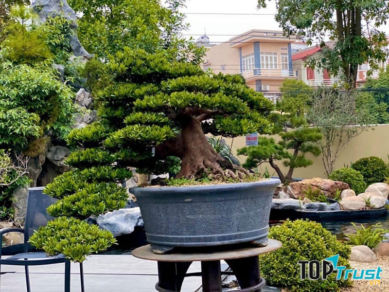 Cây cảnh tại Hoàng Long Bắc Giang Green