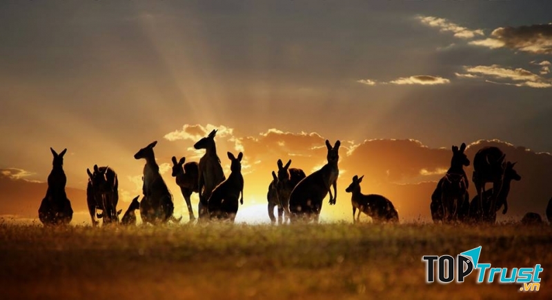 Biểu tượng của nước Úc xinh đẹp