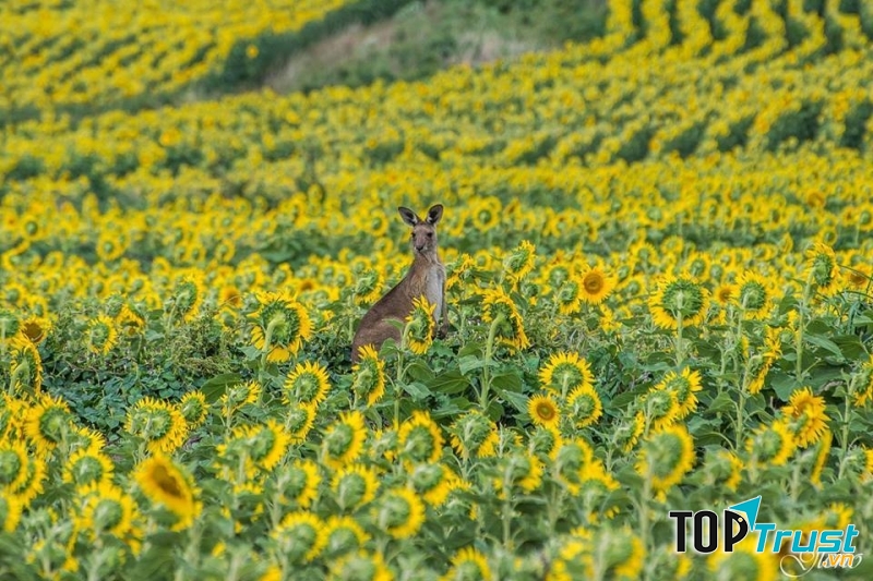 Học bổng sinh viên Quốc tế La Trobe