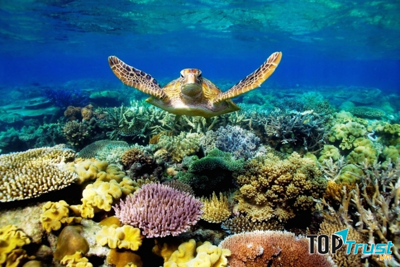 Nơi đây có hệ sinh thái biển rất đa dạng