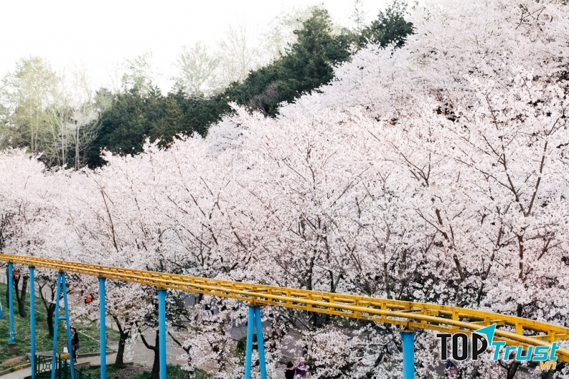 Hoa anh đào nở rộ, phủ kín cả hòn đảo