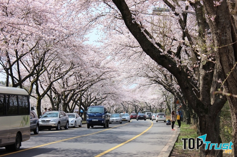 Lượng khách đổ về ngắm hoa anh đào ở Jeju rất lớn