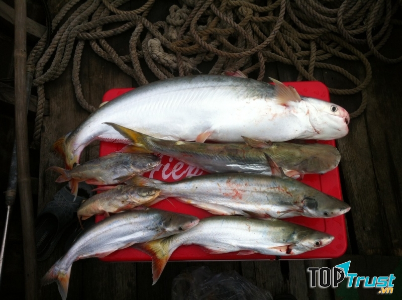 Hội thi câu cá và thả sinh vật biển, tái tạo nguồn lợi thuỷ sản - Festival biển Nha Trang 2017