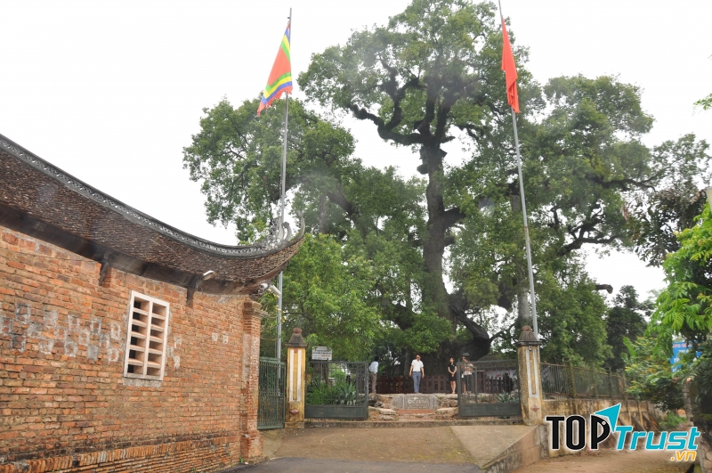 Bạn sẽ không khỏi ngạc nhiên bởi hình ảnh cây Dã Hương ngàn năm tuổi bên mái đình Viễn Sơn (còn gọi là đình Cây Dã), vẫn sừng sững theo năm tháng.