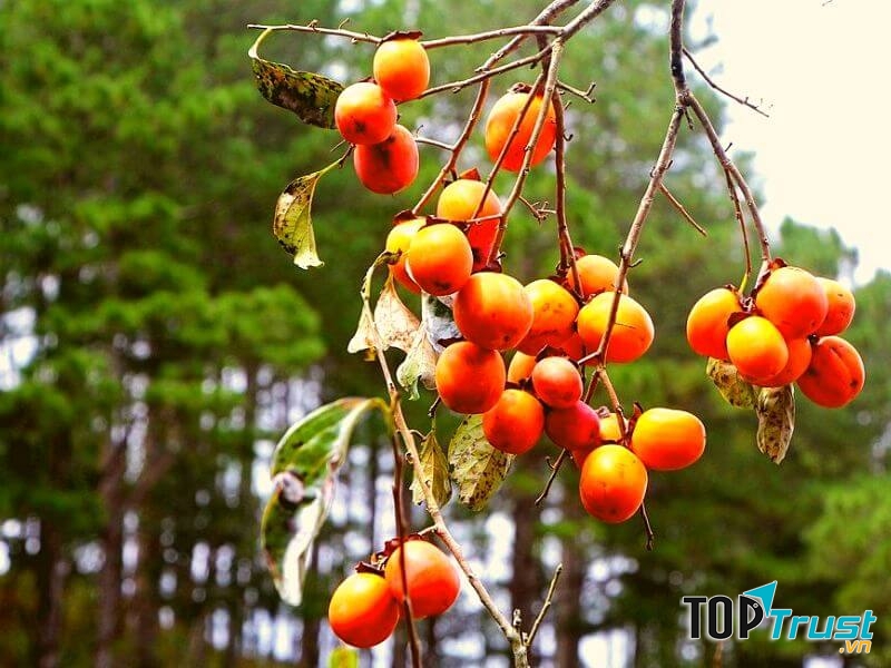 Nếu nhẹ hơn thì có thể gặp tình trạng nôn mửa, tiêu chảy, đau bụng