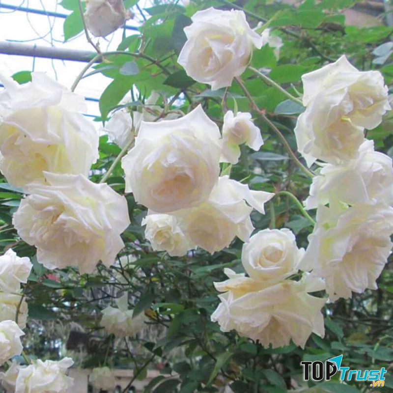 Ảnh minh họa (nguồn internet)