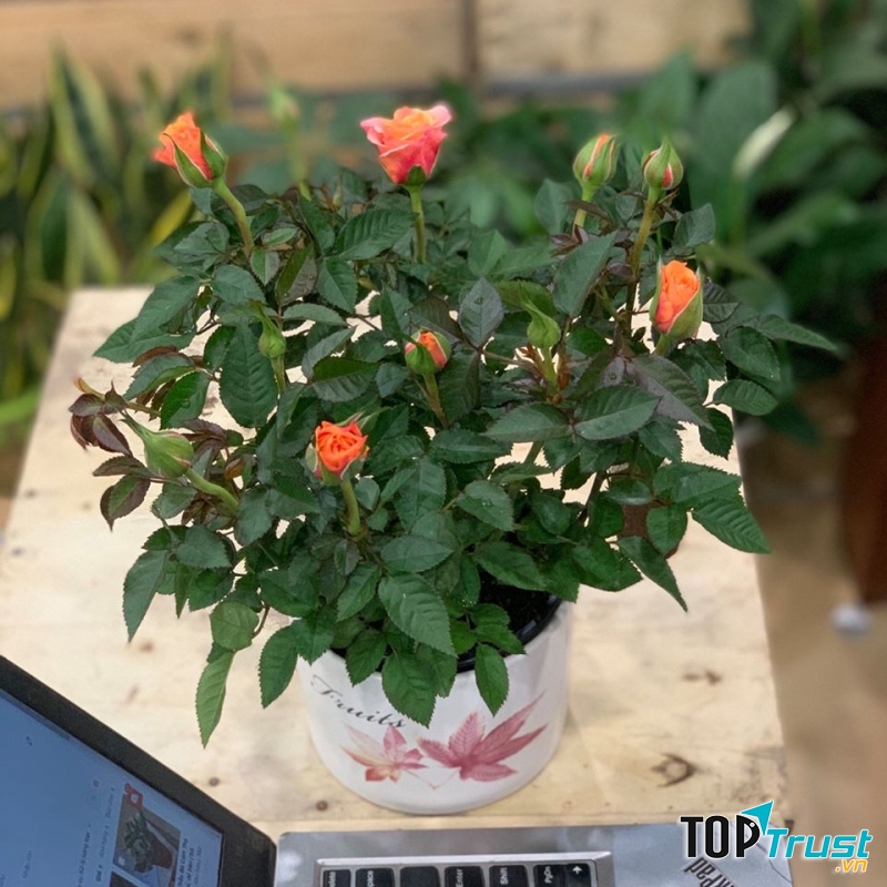 Hồng vàng nghệ kiêu sa