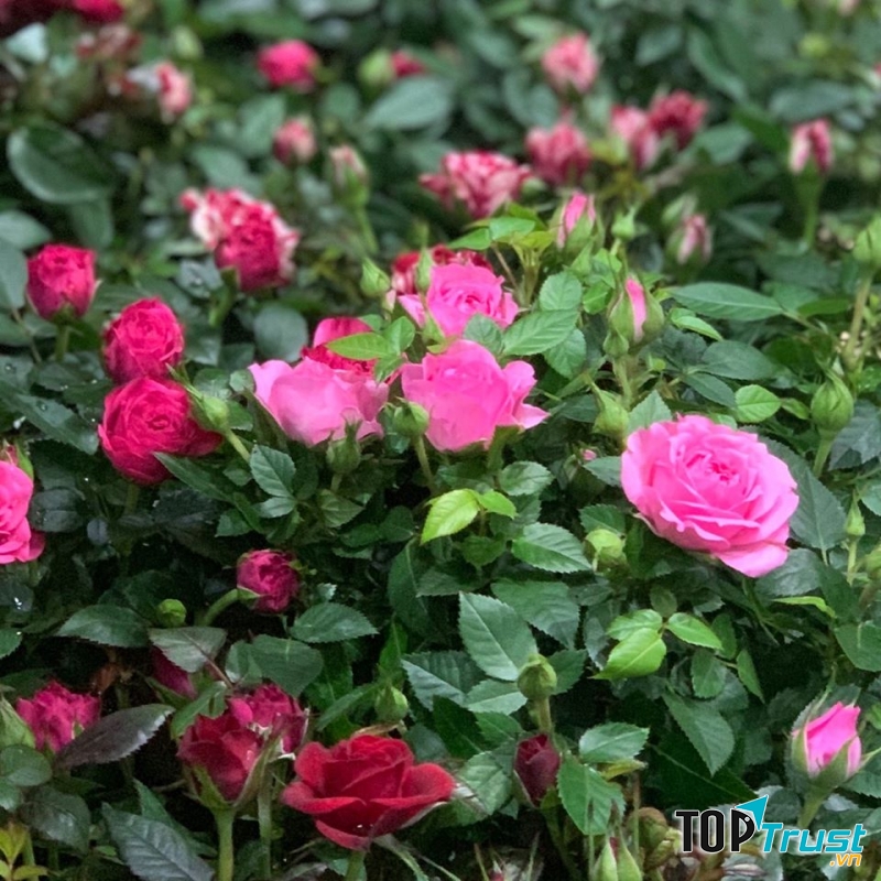 Hồng tím yêu kiều