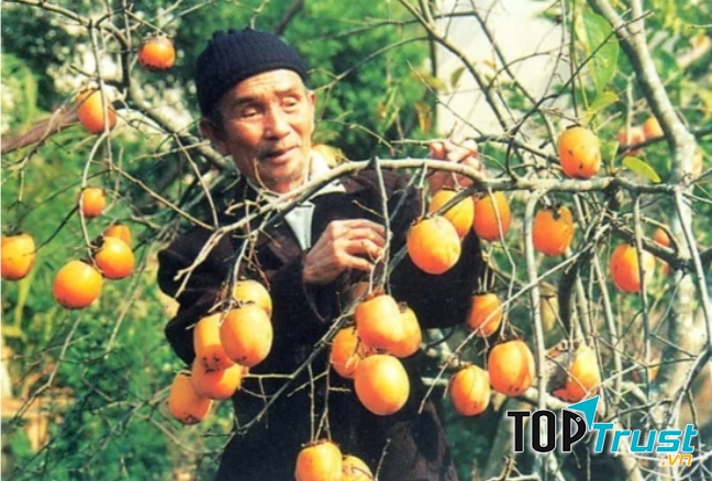 Đặc sản hồng Hạc Trì