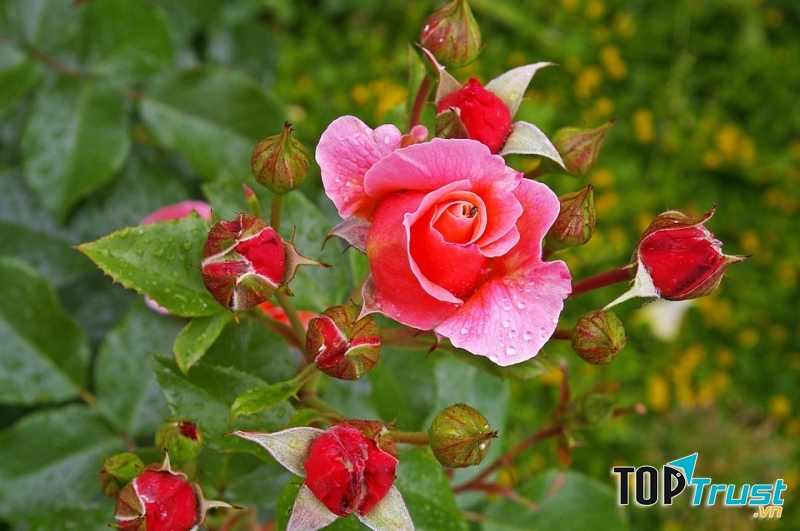 Dầu gội, dầu massage có tinh chất dầu hoa hồng sẽ giúp da được thư giản, hồng hào