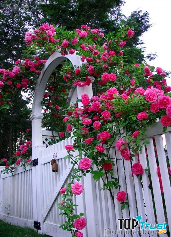 Hồng leo tứ quý (hồng tường vi) là loài thuần chủng Việt Nam - Nguồn: Internet