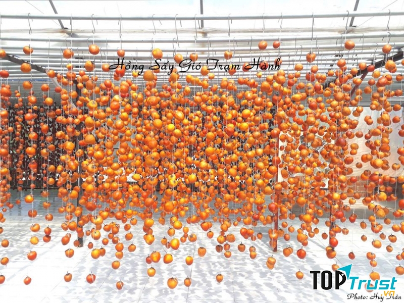 Giàn hồng treo bắt mắt tại Hồng sây  gió Trạm Hành