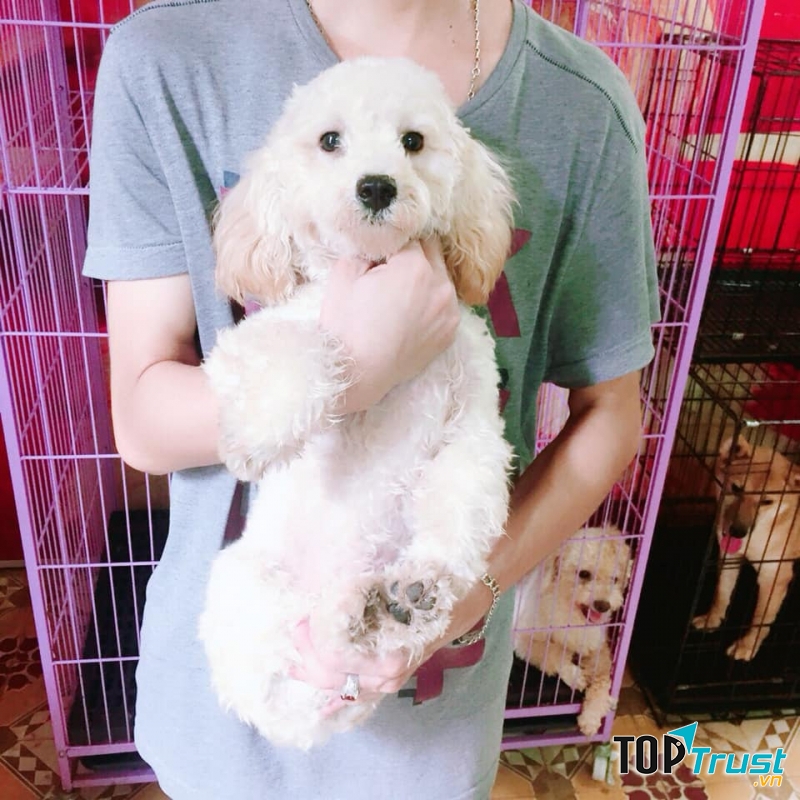 Hồng Thành Pets