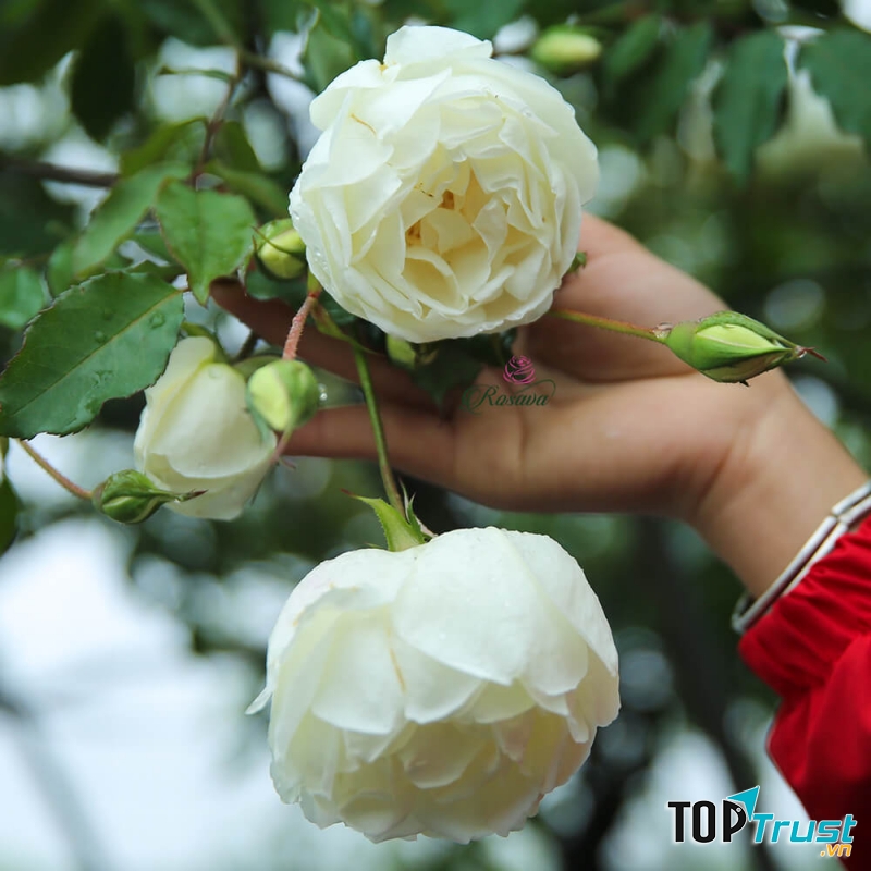 Hồng trắng Bạch ho Việt Nam