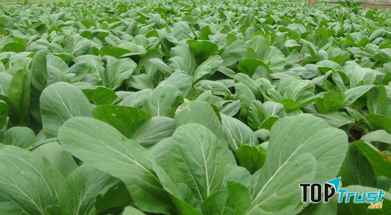 Hợp tác xã rau an toàn xã Vân Nội