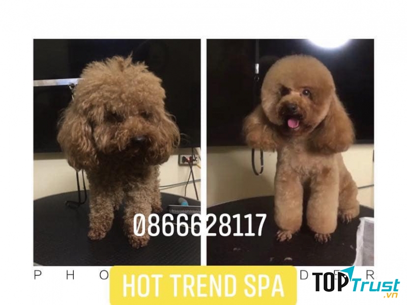 Hot Trend Spa Pet Shop