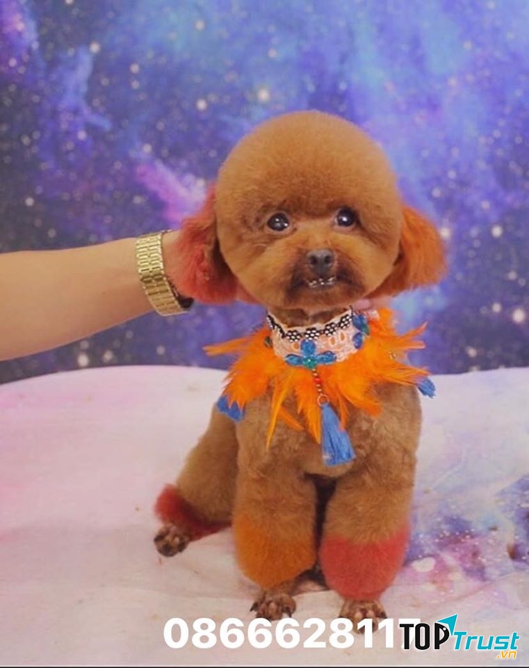 Hot Trend Spa Pet Shop