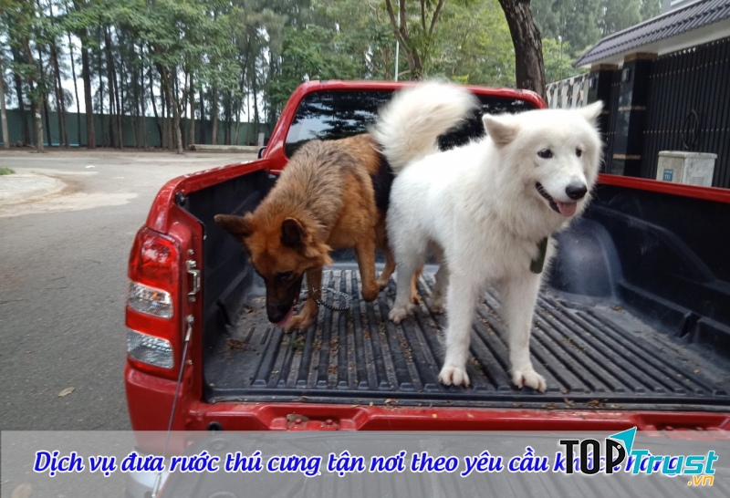 Hotel dog cat sài gòn