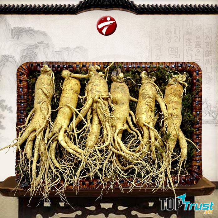 Nhân sâm tươi Hàn Quốc