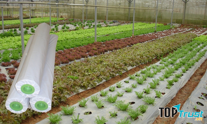 Vật tư nông nghiệp Thiên Thanh