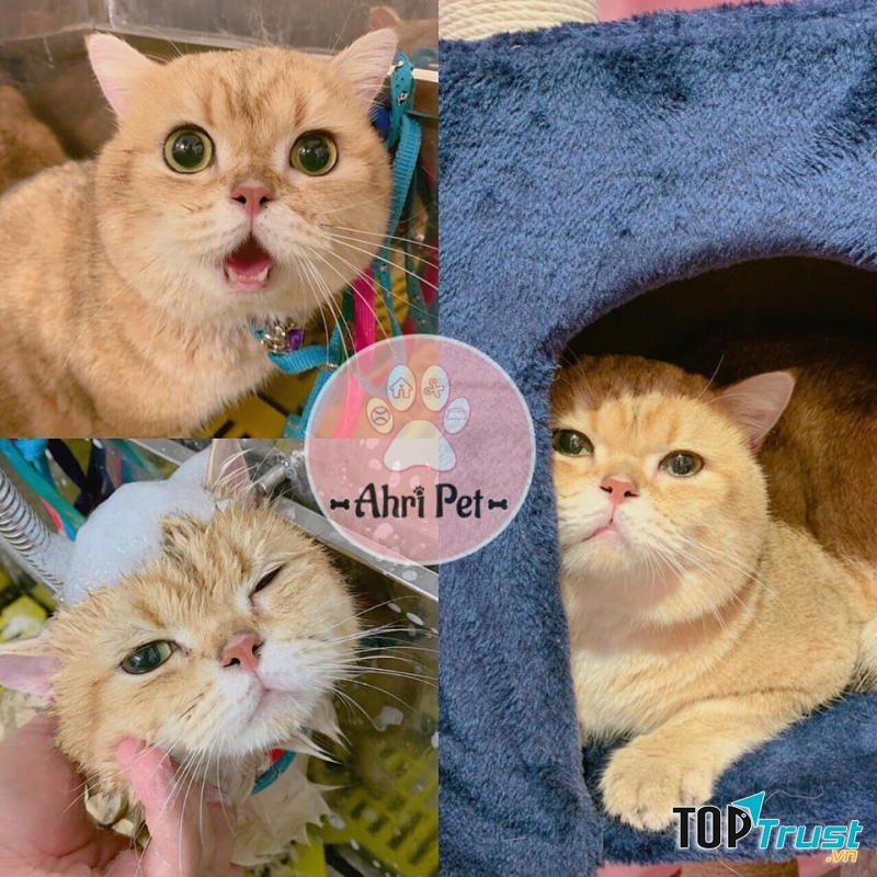 Ahri Pet - Siêu Thị & Spa Thú Cưng
