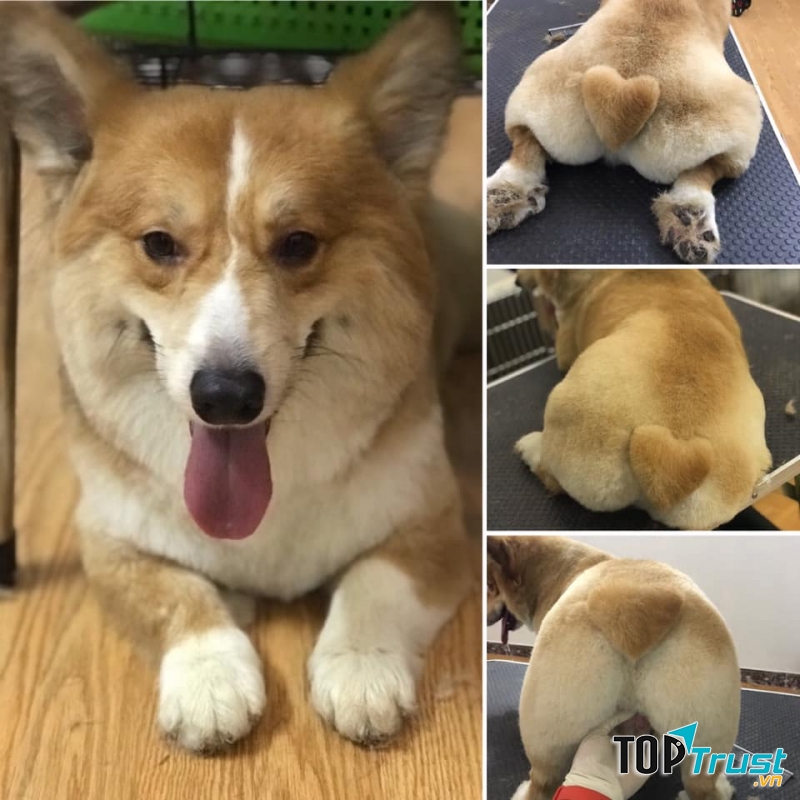 Bệnh Viện Thú Y Pethealth