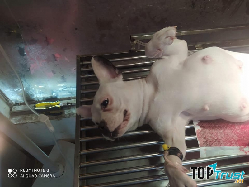 Phòng Khám Thú Y Gia Đình