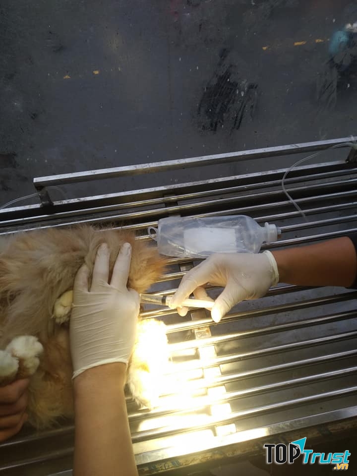 Phòng Khám Thú Y Gia Đình