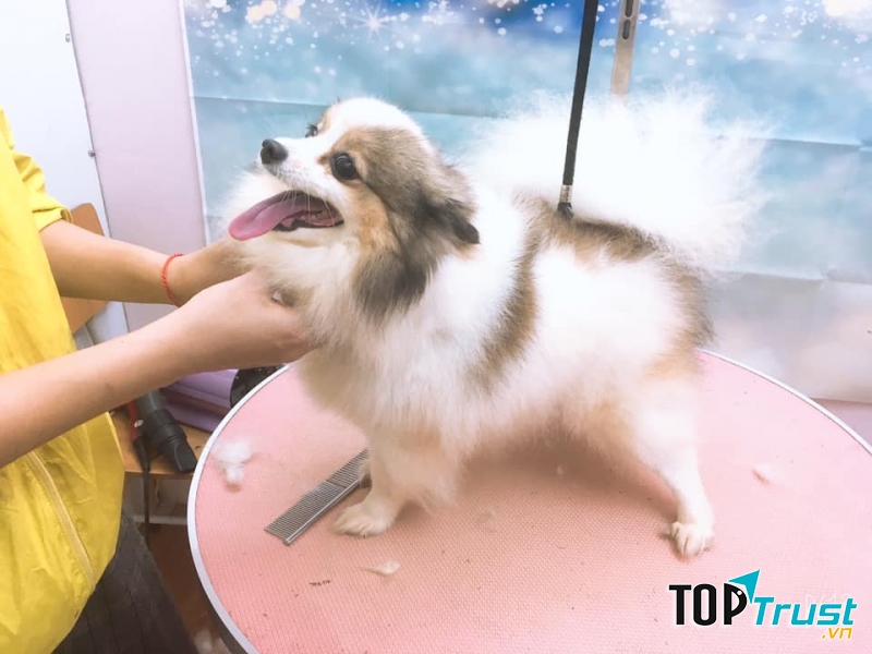 Hue Beauty Pets