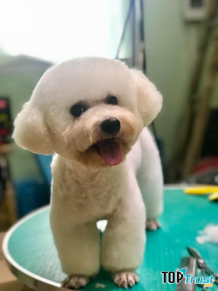 Koko Pet