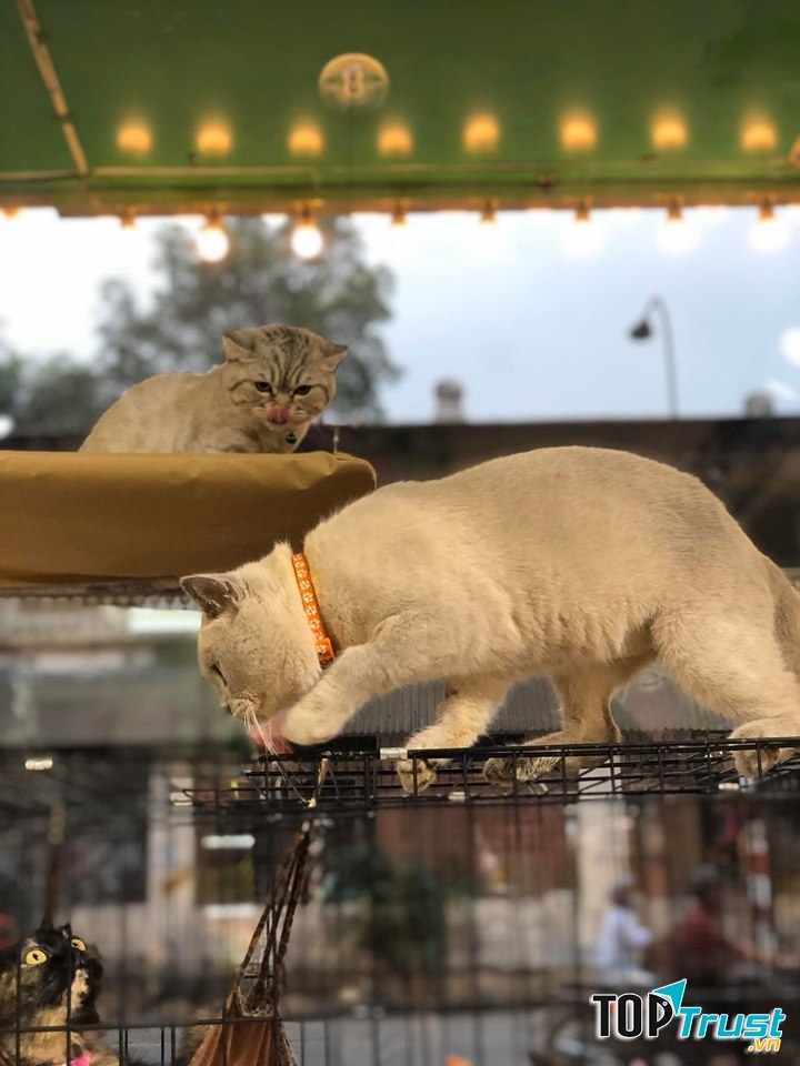 Koko Pet