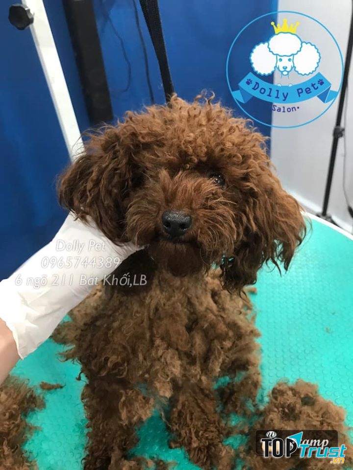 Dolly Pet