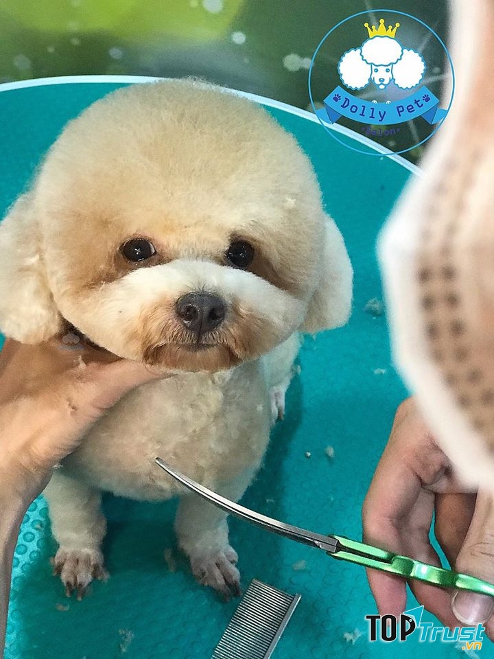 Dolly Pet