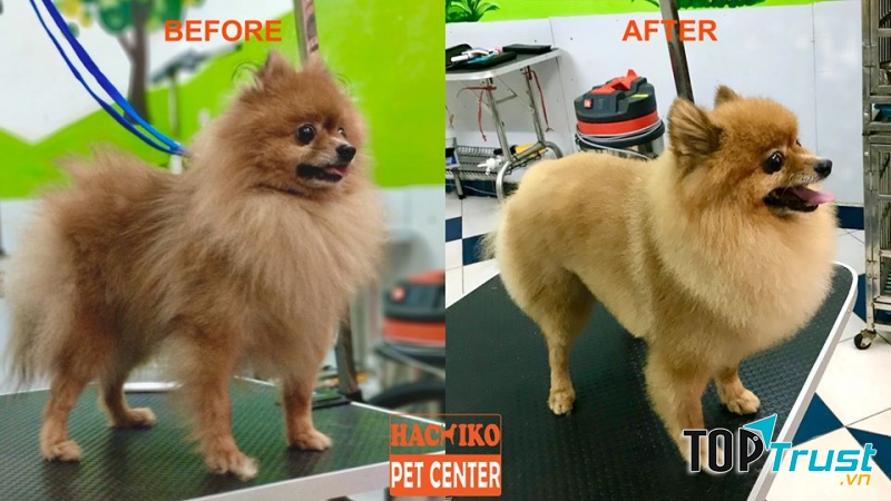 Hachiko Pet Center