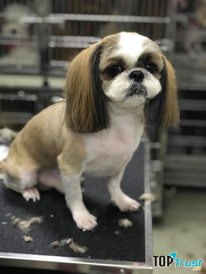 J & Pet Shop Spa
