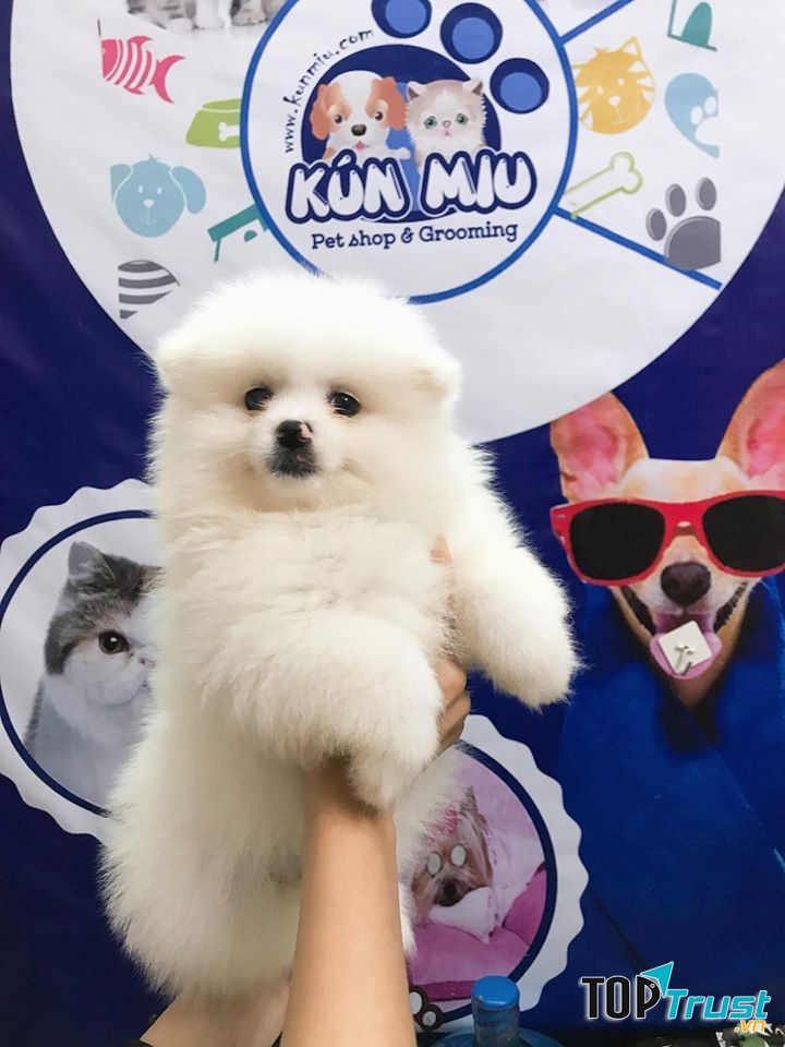 Kún Miu Pet Shop