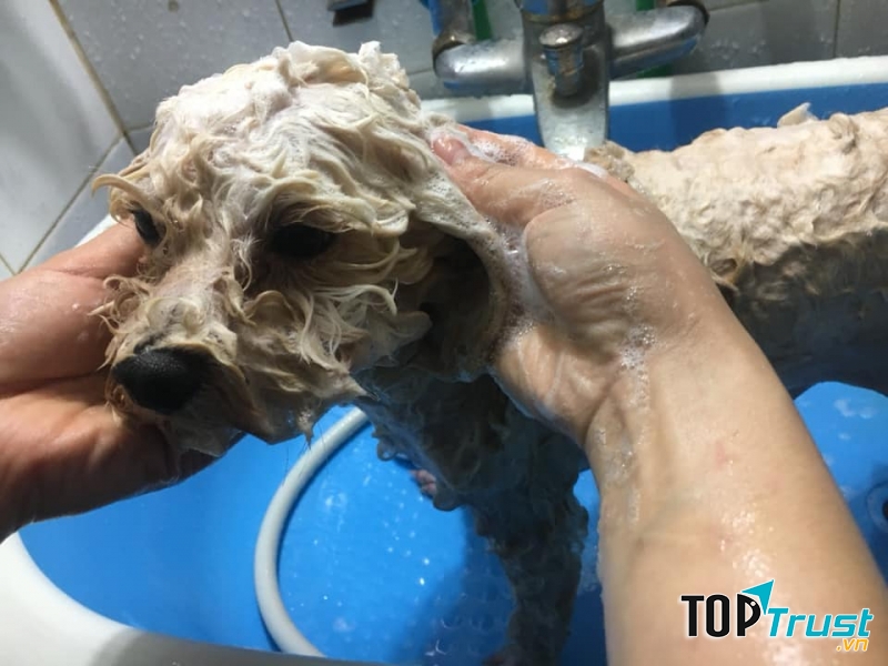 Phòng Khám Thú Y Nanpet