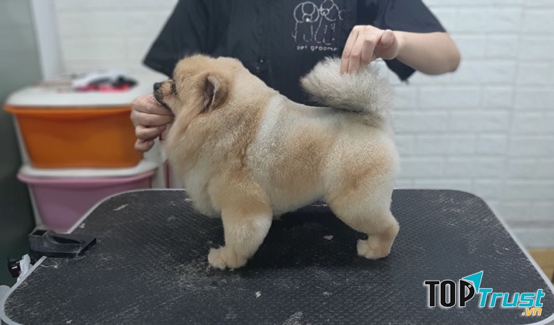 NaPet Home & Spa- Grooming