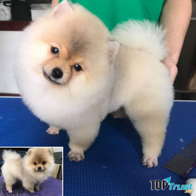 Phòng Khám Thú Y MiNi Pet