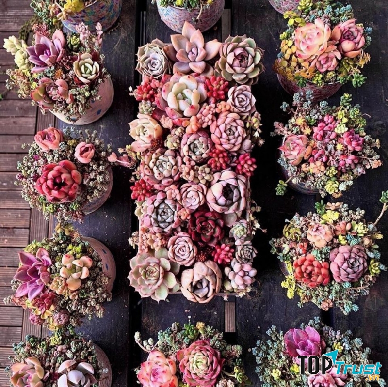 Sen Đá Thuần Rạch Giá