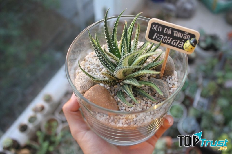 Sen Đá Thuần Rạch Giá