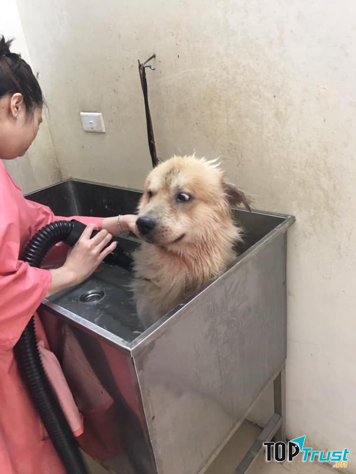 Pet Smile