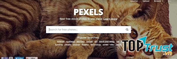 Pexels (nguồn internet)