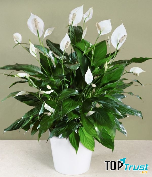 Huệ bình (lan Ý) giúp lọc sạch không khí