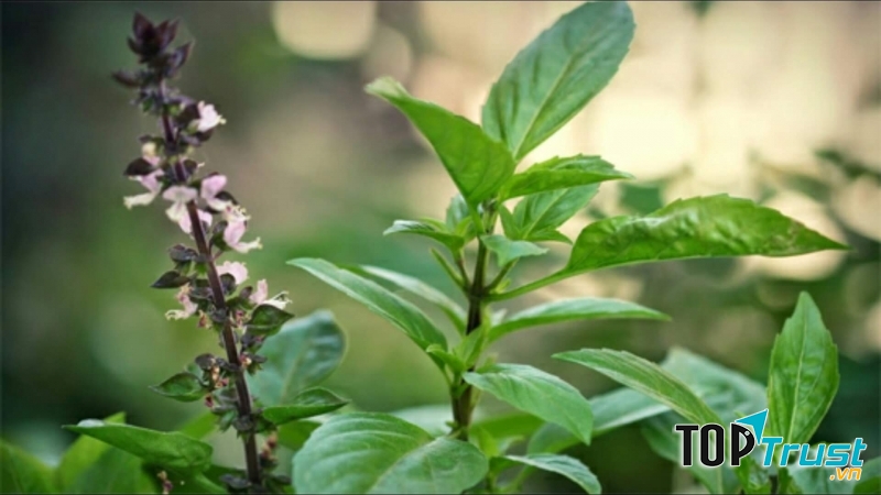 Húng quế là một cây thảo mộc